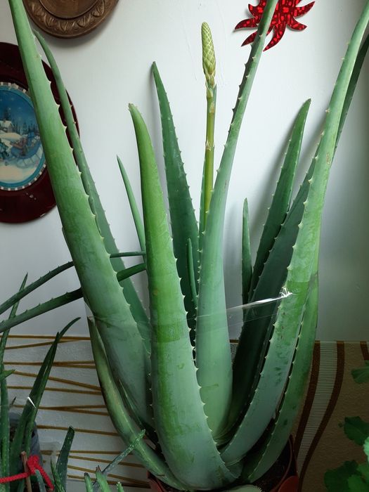 Aloe vera Barbadensis Mille,70 cm înălțime, peste 6 ani, boboc floare