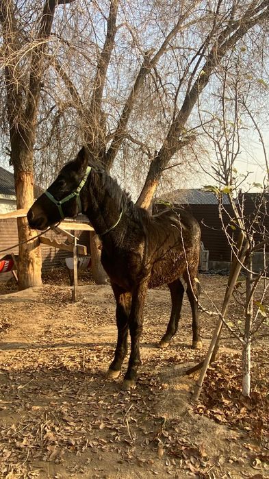 Тай сатылады 1 жаска толган