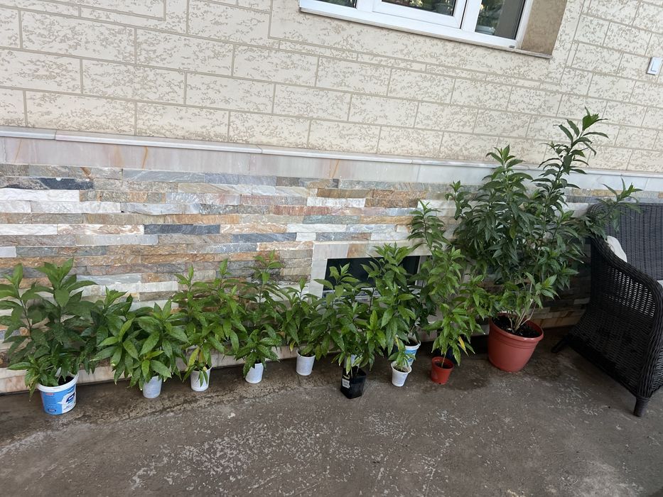 Цветок Мушкамбар гули