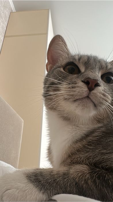 Отдам кота в хорошие руки