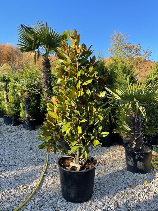 Magnolia grandiflora tufa și copac