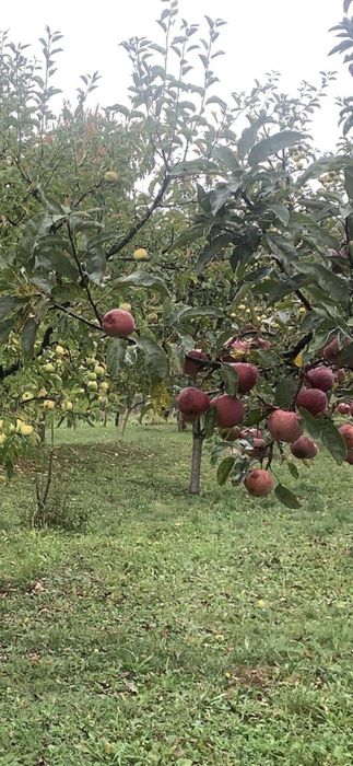 Nuci chandler Cires.Prun.Alun.Nuc.Paulownia.Mesteacan.Stejar.Castan>RO