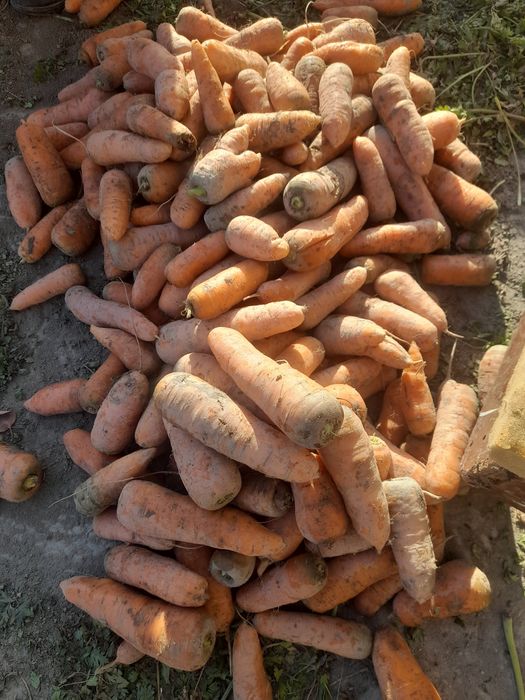 Sabri sotiladi optim