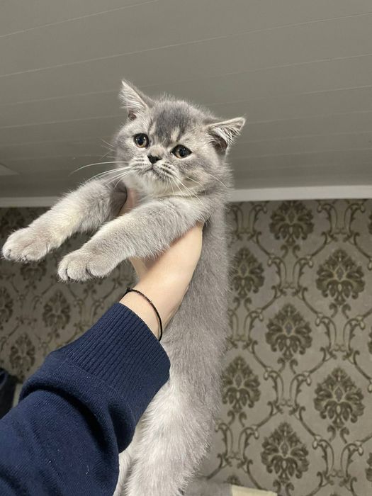 Мушукча сотилади