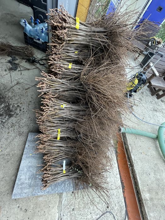 Vita de vie calitate garantata