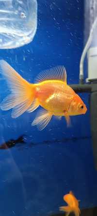 Золотая рыбка (аквариумная рыбка)