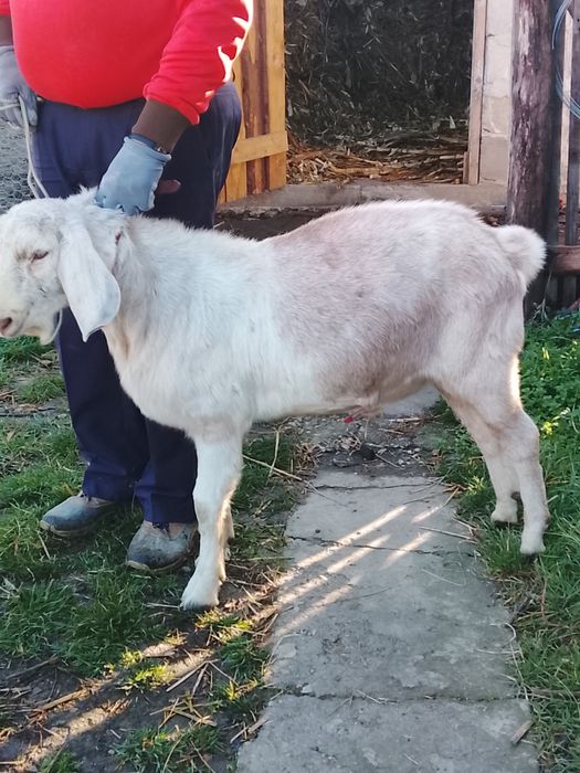 Vând sau schimb țap anglonubian