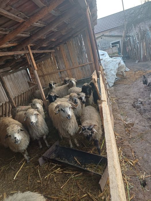 Oi gestante de vanzare