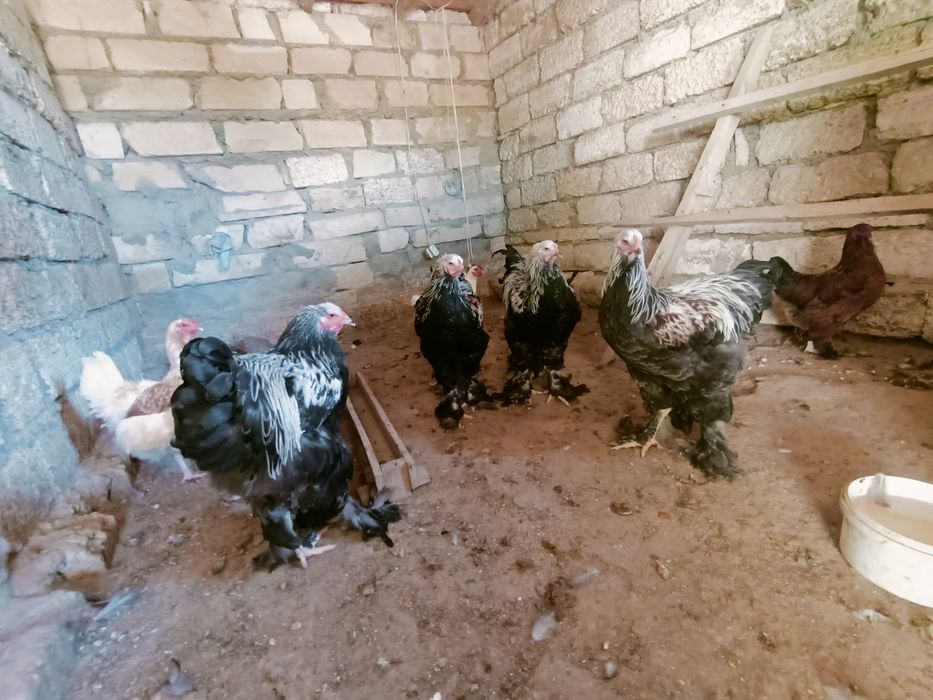 Тёмни брама қораздары сатылат