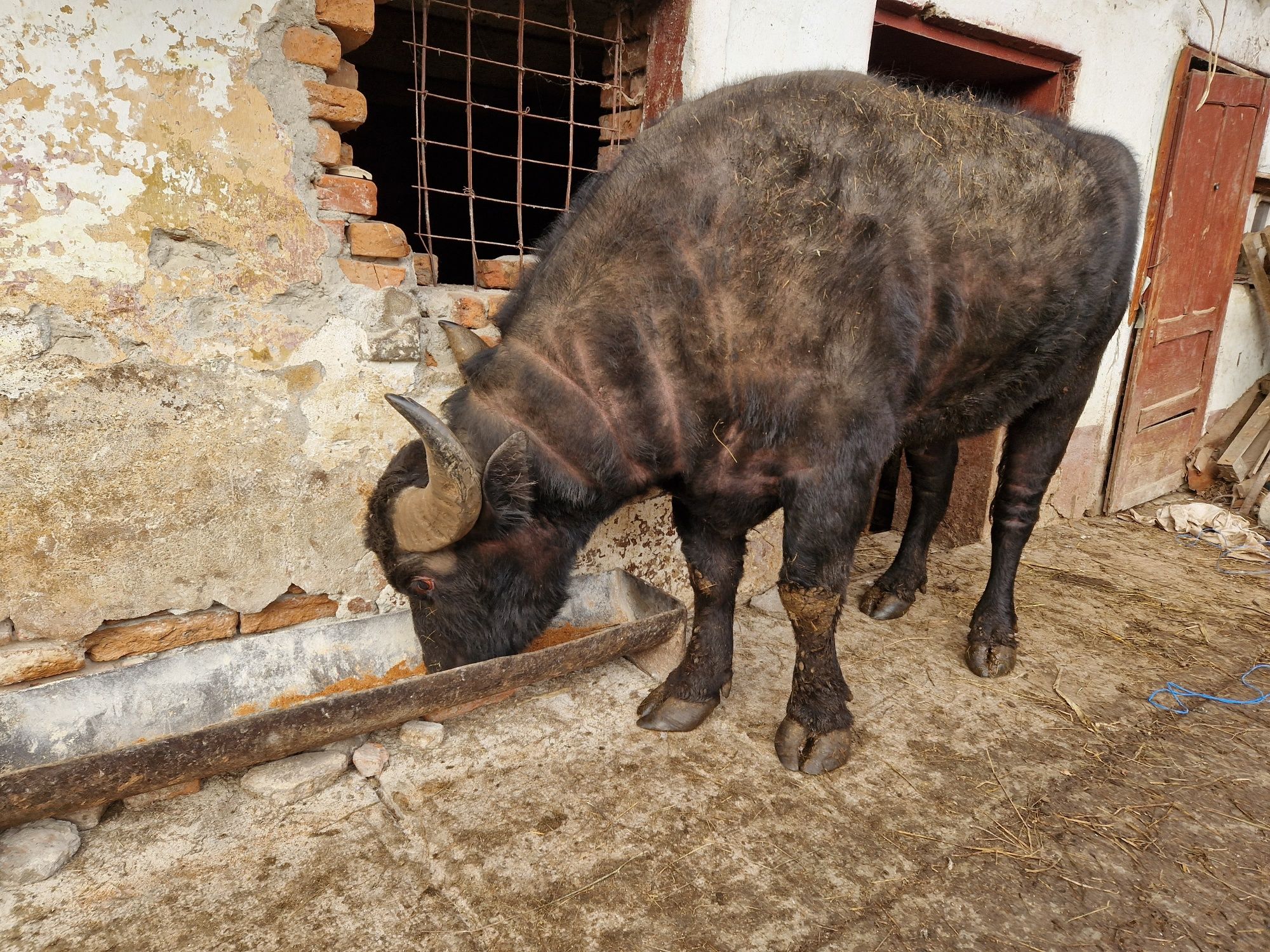 Taur bivol românesc