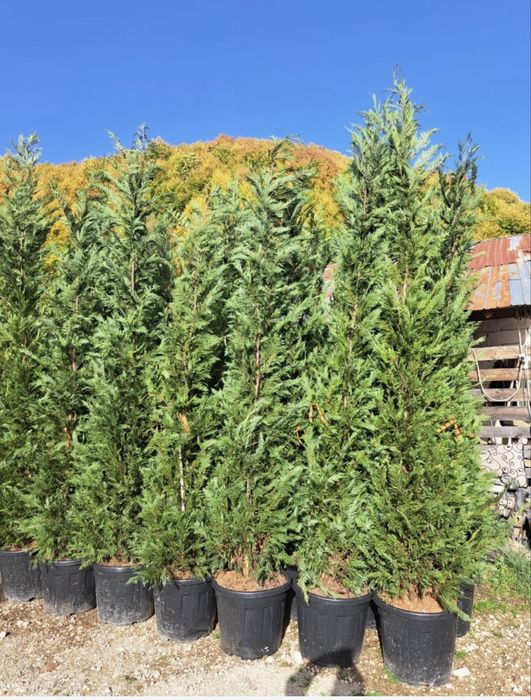 Tuia smarald , leylandi diferite speci ornamentale la un pret acesibil