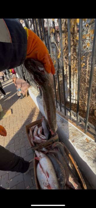 Шортан(Щука)Ырғыздікі