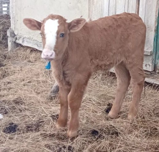 Vaca si vitel bruna monta