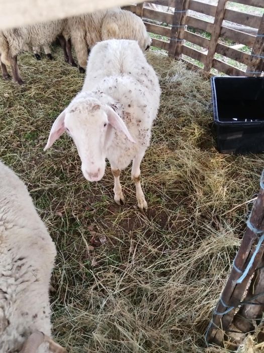 De vânzare berbec Lacaune