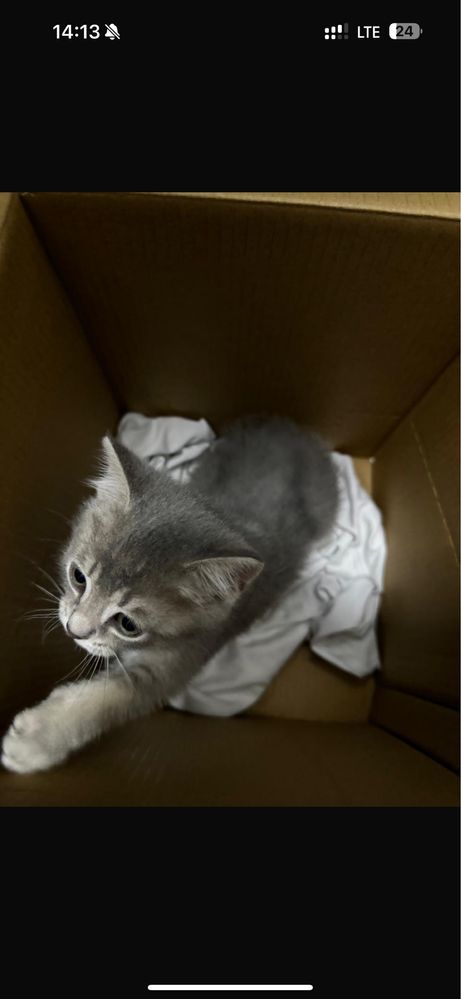 Продам кота(метис)
