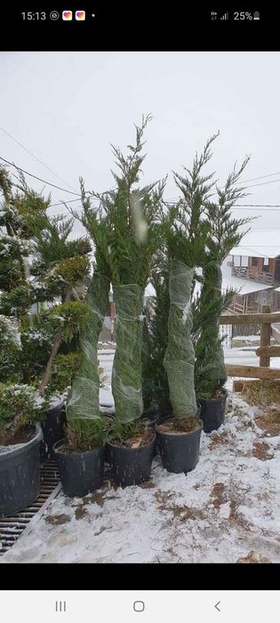 Specialitati plante ornamentale la ghiveci aclimatizate