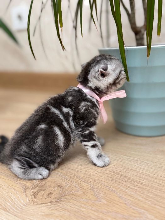 Продам шотладских породистых котят