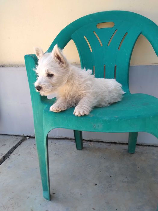 Westie pui Westie