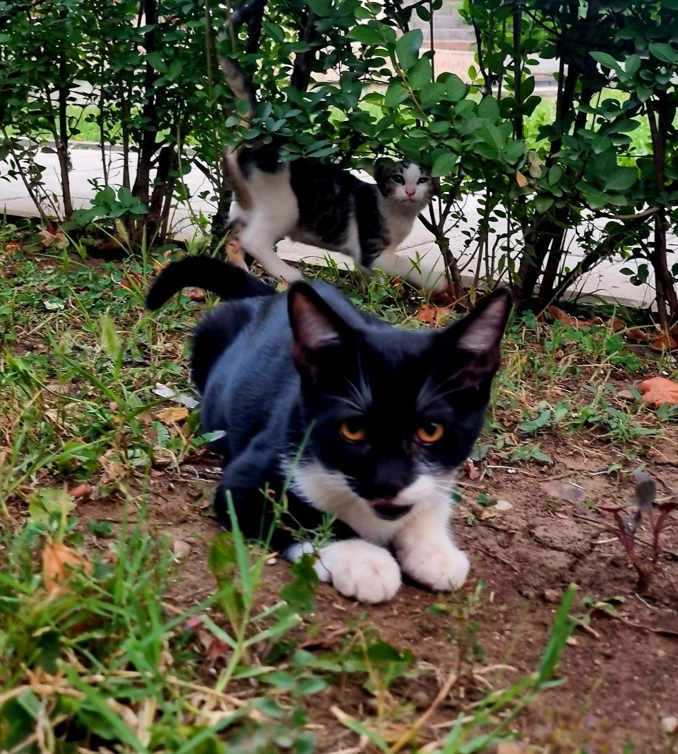 Мъжко коте търси дом!