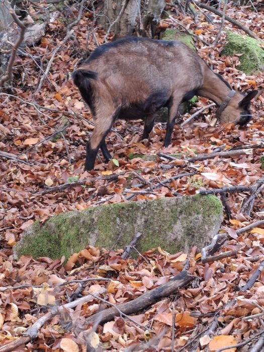 Vând capre bune de lapte
