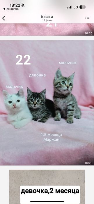 Отдам в добрые руки котят и кошек.