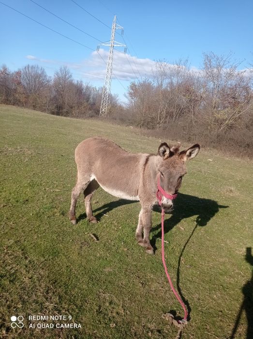 Vând magarita afata