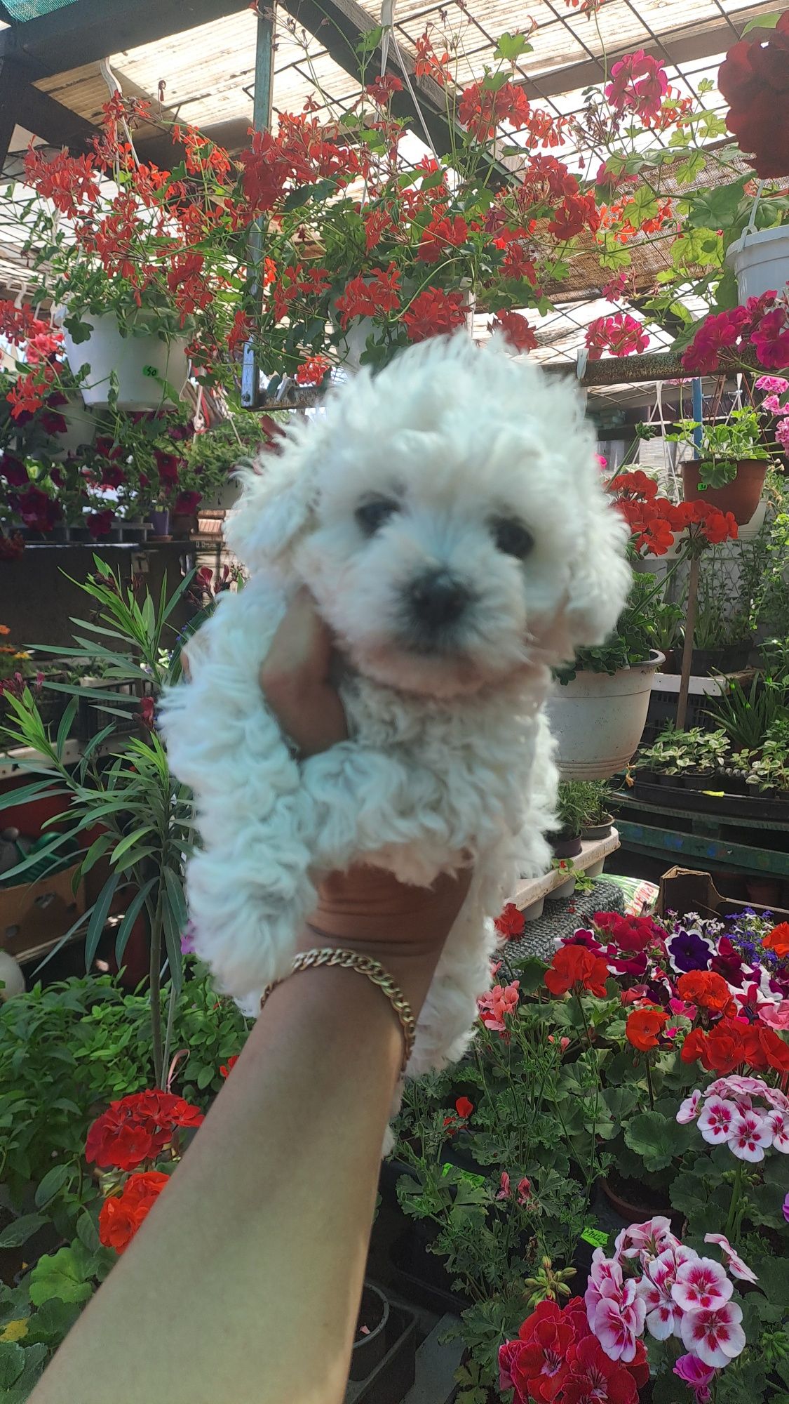 Bichon frise/bolognese nu lasa par,rasa pura