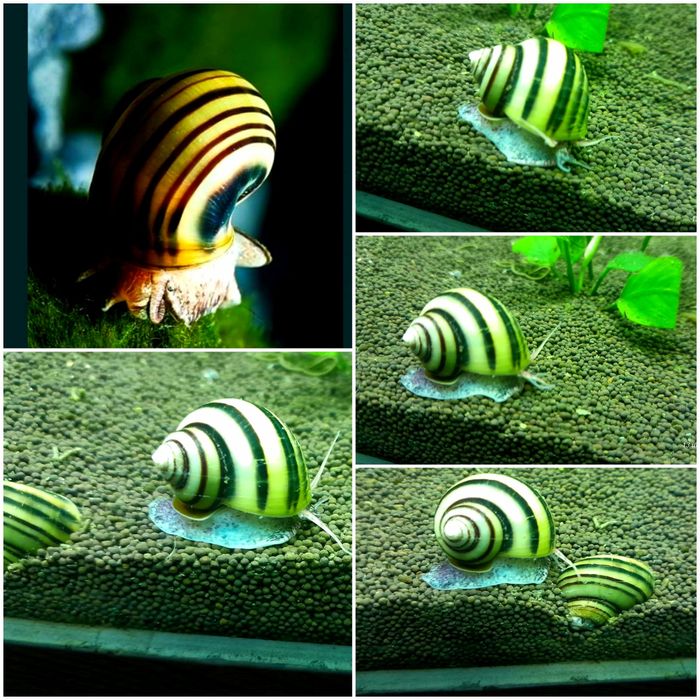 Улитки, растения для аквариума