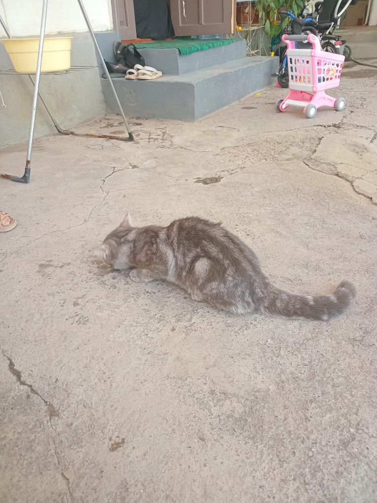 Tekinga bervoraman damashni
