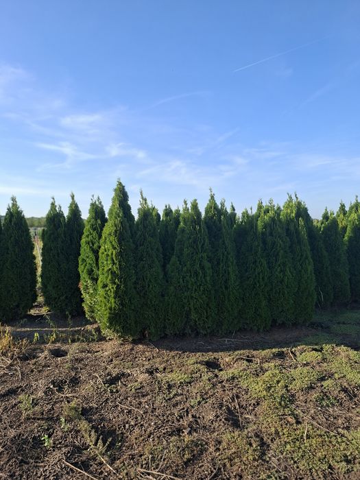 Tuia smarald&leylandii gard viu rapid