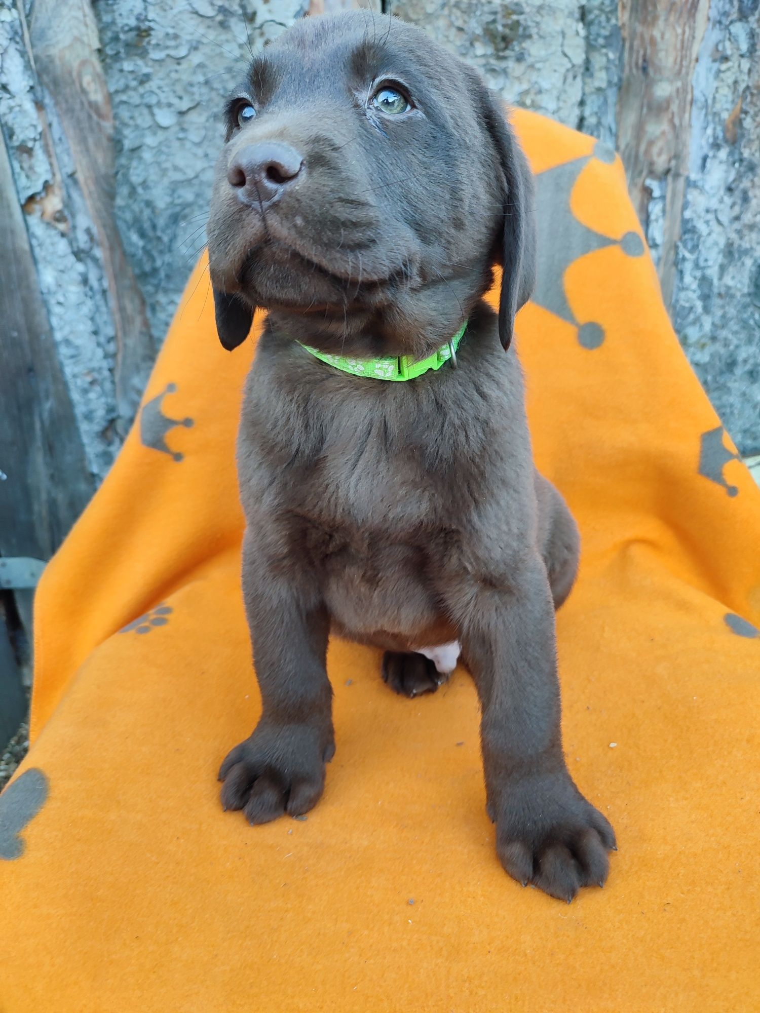 Labrador ciocolatiu mascul 2 luni pedigree valoros