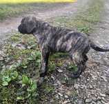 Vând pui presa canario