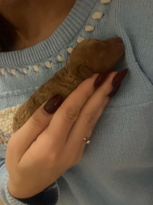 Продават се мини пуделчета