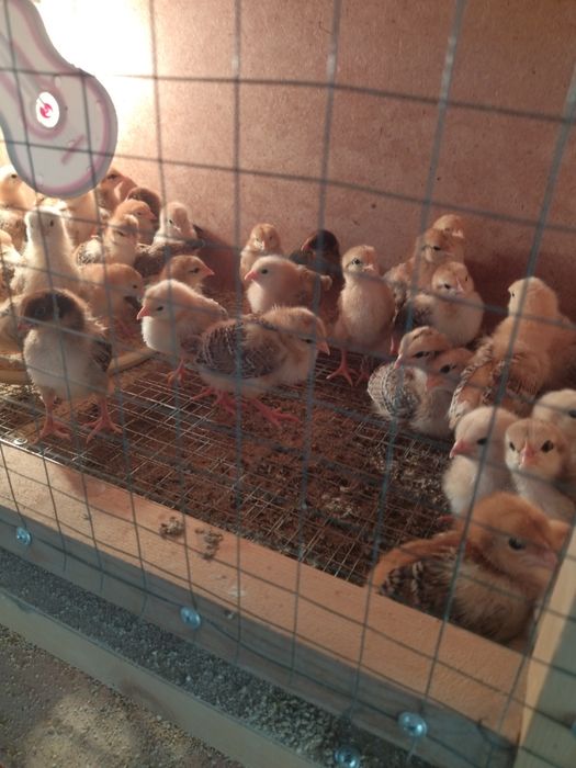 Хан Хяп жужалари, тухумлари сотувда