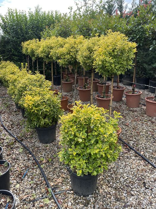 Tuia Platan Arțar Photinia