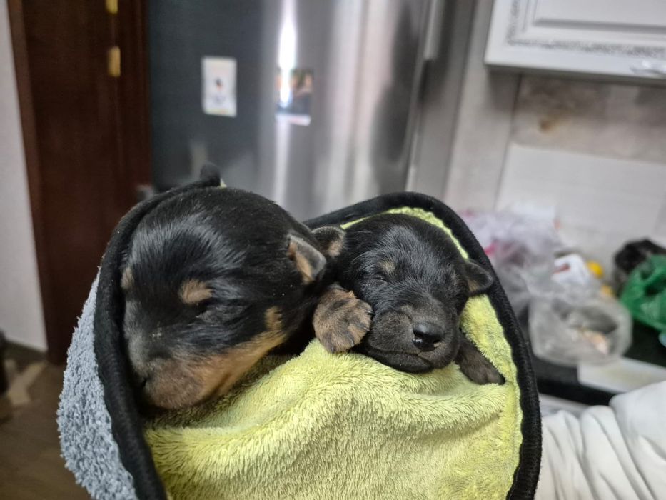 Продаются щенки ягдтерьера