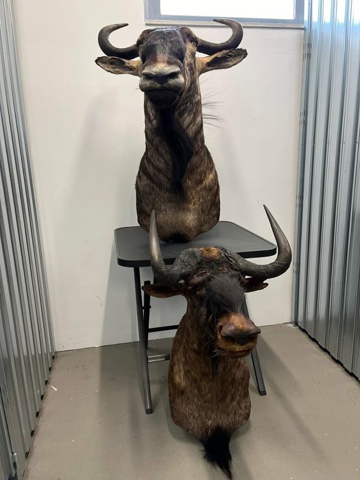 3 броя трофеи от Гну