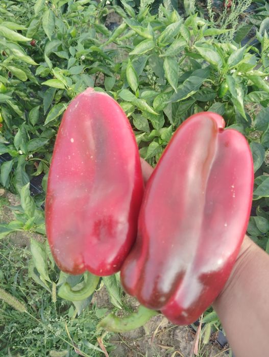 Gogoșari și kapia de vanzare