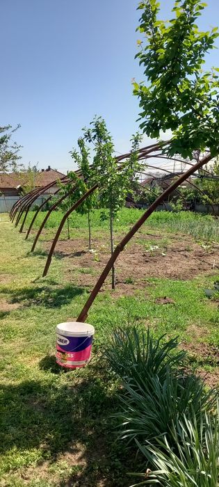 Vând solar dimensiune 40m