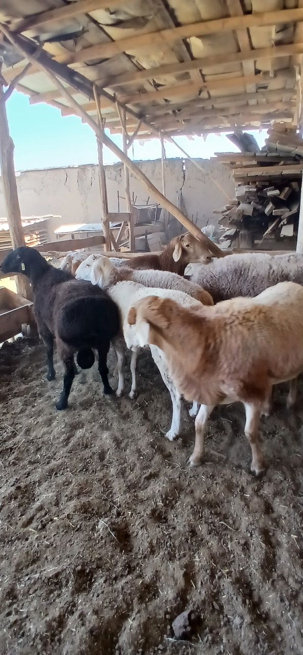 Sifatli toza qonli qo"chqor qo'yla sotiladi.