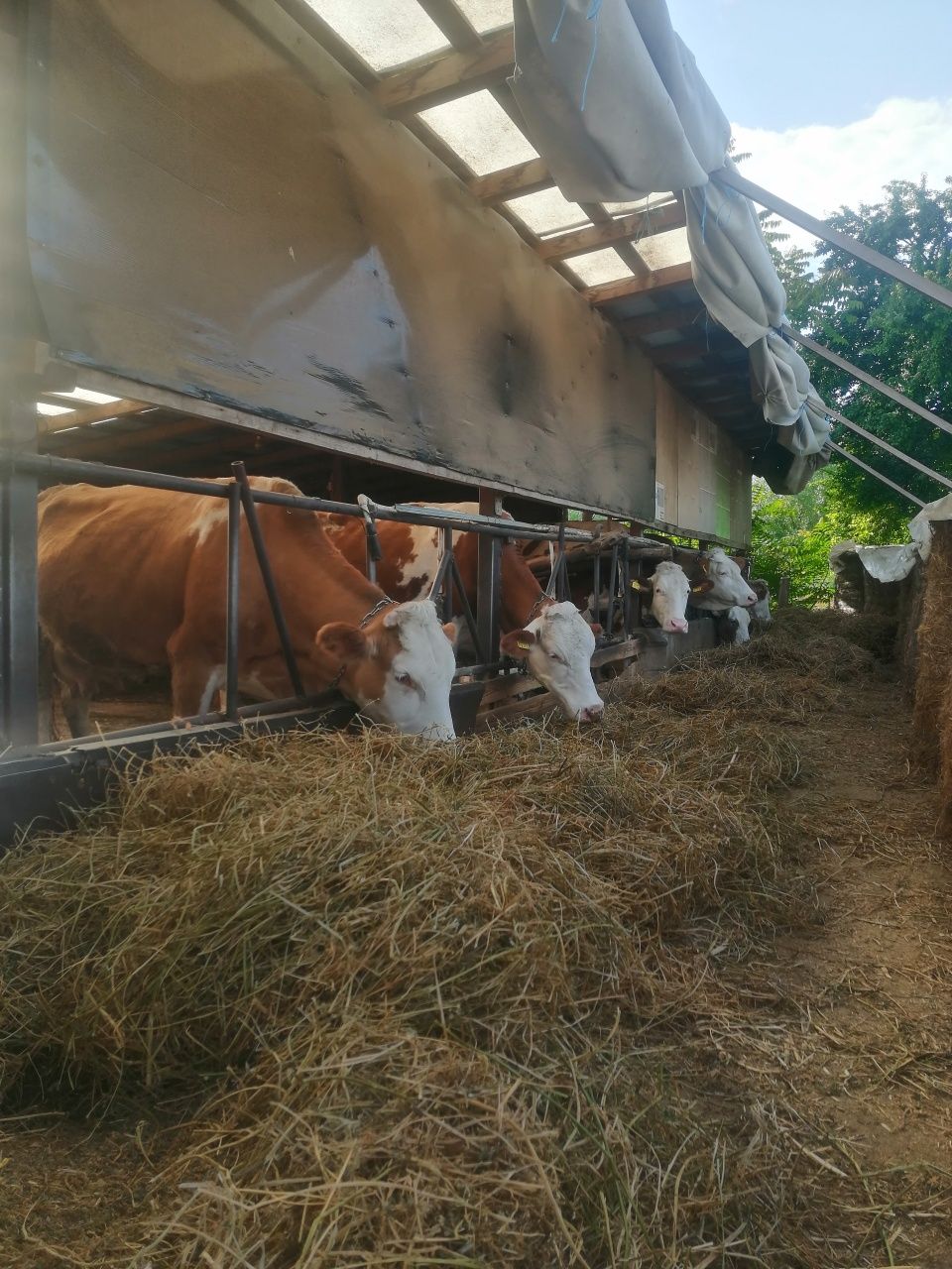Vaci bălțată românească
