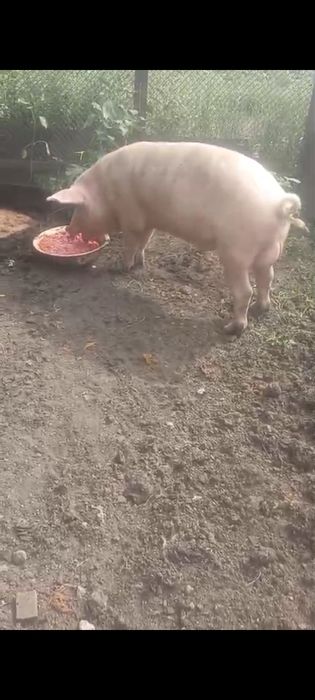 Продаю или обменяю.