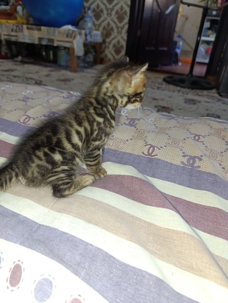 Продаются Бенгальские котята