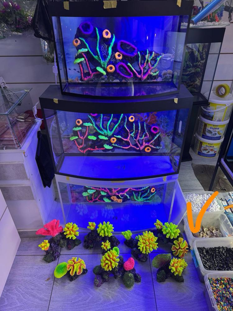 Akvarium oldi aval