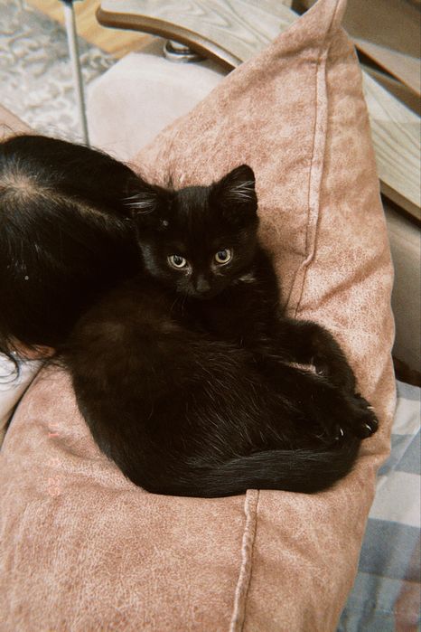 отдам котенка в добрые руки