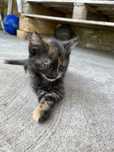 Pisici pentru adoptie