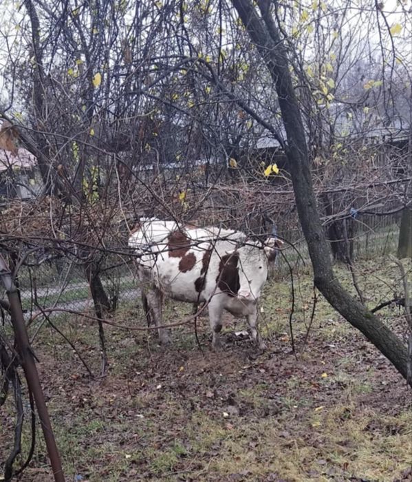 Vand balțată romaneasca