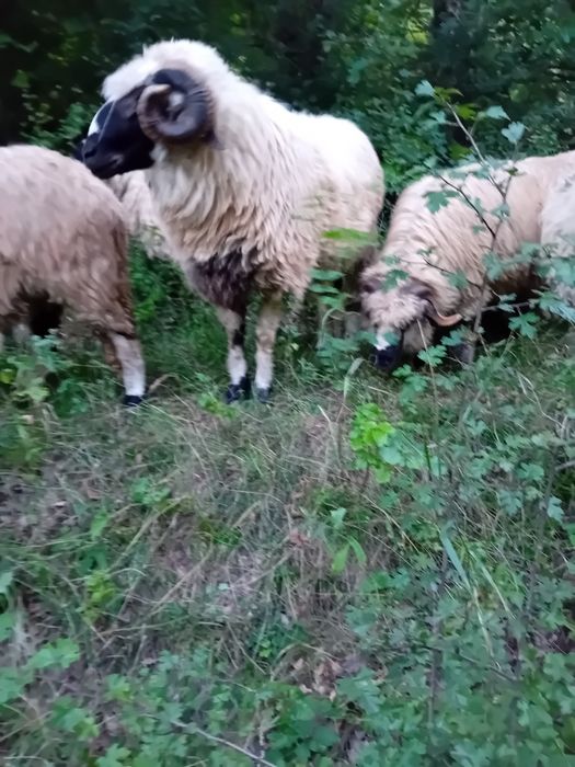 Vand schimb berbec breaz