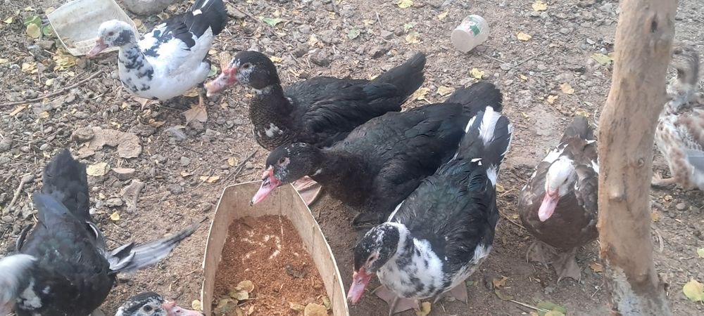 Индоутки 6.0месяц