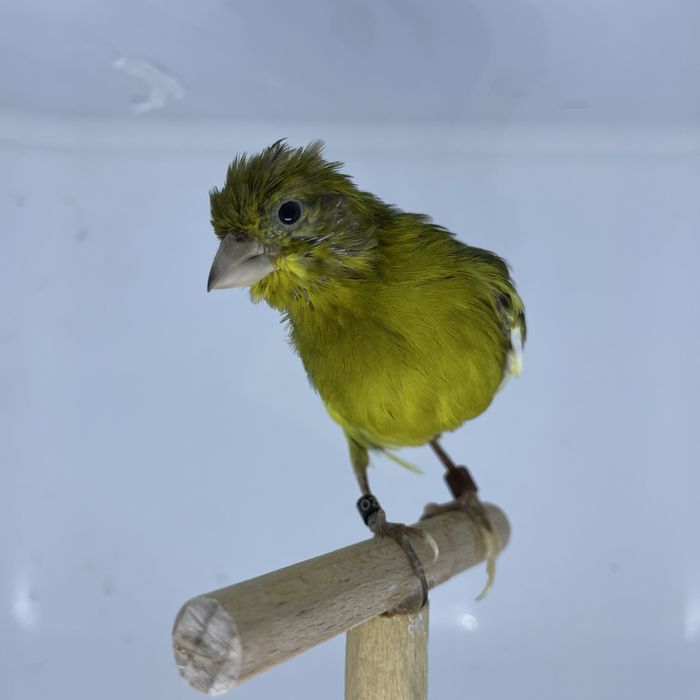 Canari raza spaniolă 2025, inelați și deparazitați!